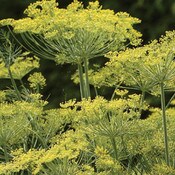 West Coast Seeds Dill Seeds